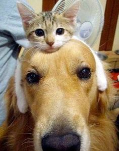 Illustration for article titled Cats and dogs being friends.